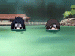 vidim.gif